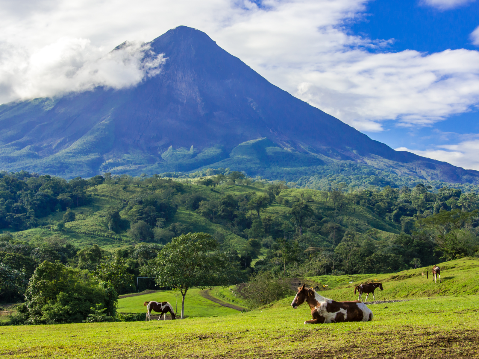Four horses with white and brown pattern grazing at the foot of Arenal Volcano, pictured as a pice on best things to do in Costa Rica