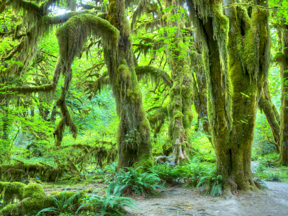 The Hoh Rainforest as viewed from a walking path, one of Washington State's best things to do