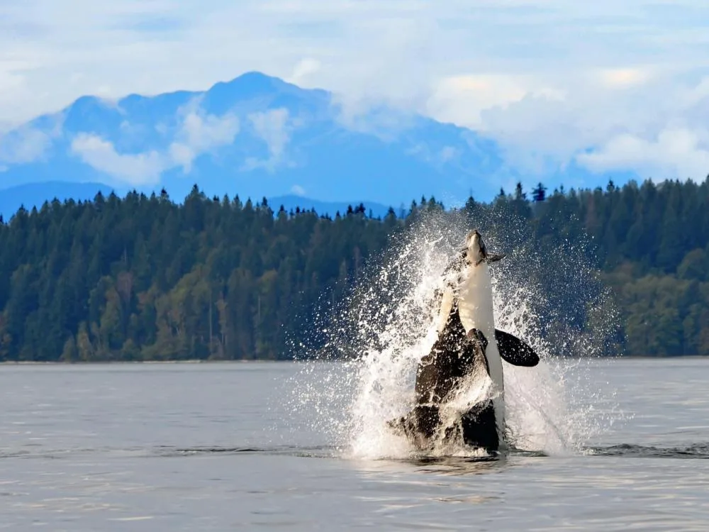 A magnificent Orca breaching in Discovery Channel, British Columbia, one of the best places to visit in Canada, with a mountain backdrop