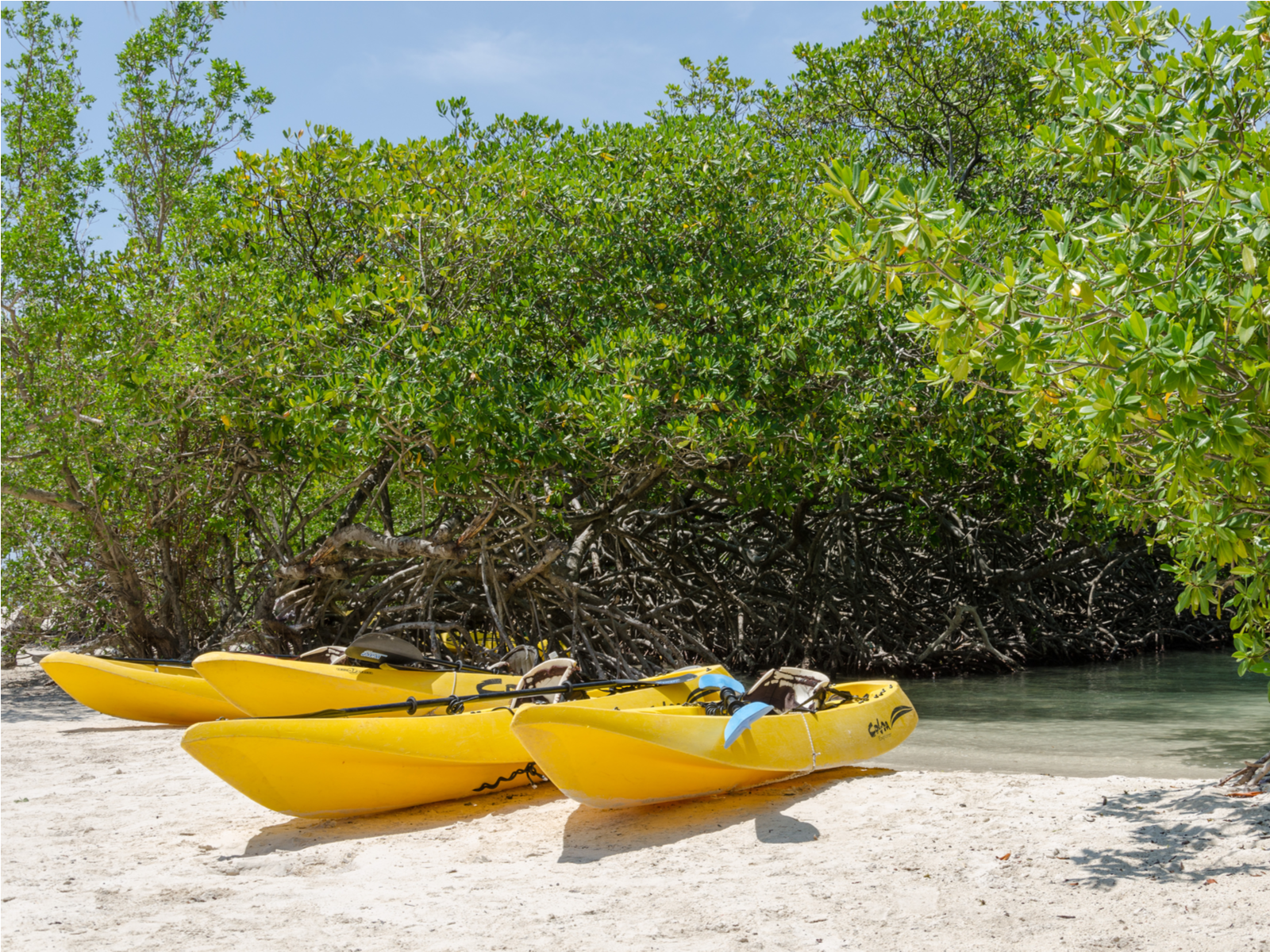 Four Kayak Boats on the shore of Mangel Halto Beach, one of the best beaches in Aruba, with thick layers of green Mangroves