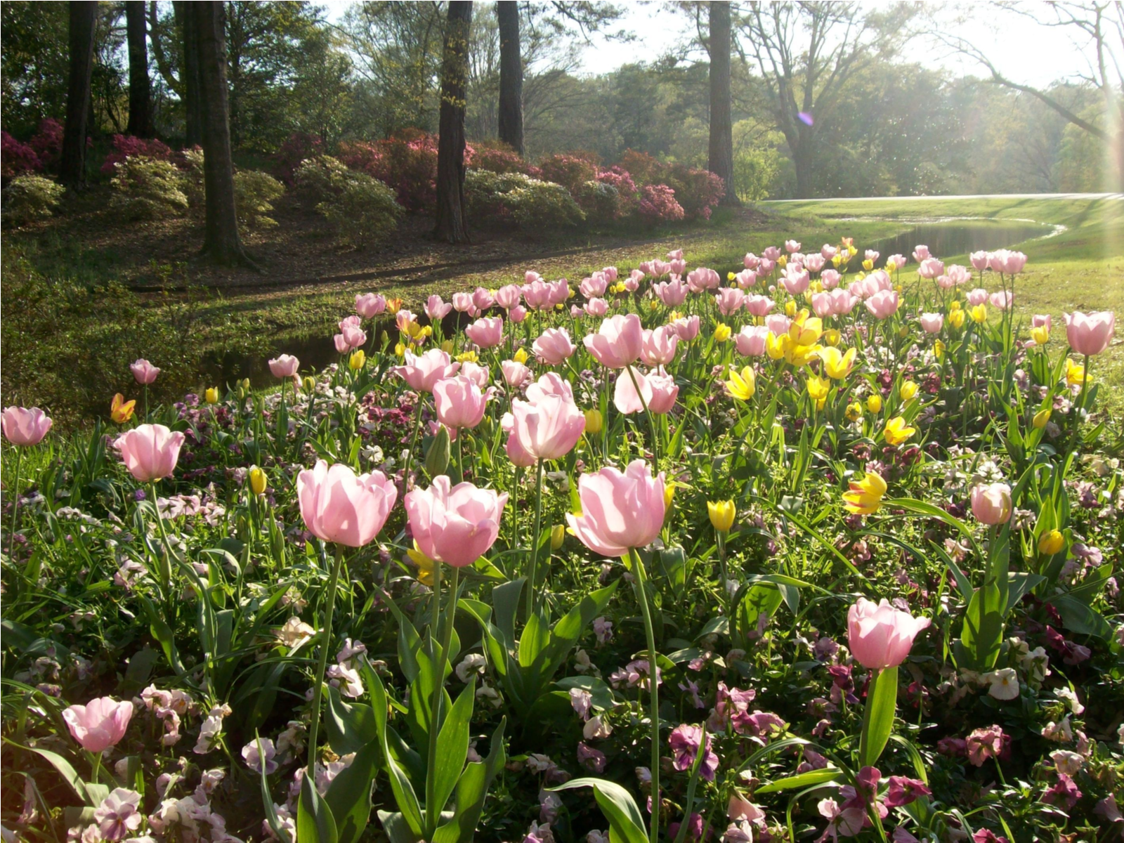 A pocket of Spring Tulips on a refreshing morning at one of the best tourist attractions in Georgia, Callaway Gardens