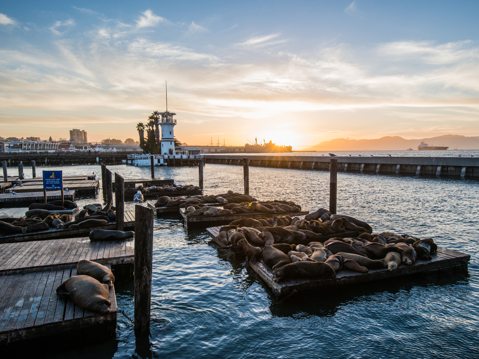 Sea Lions on Pier 39, one of the best things to do in San Francisco