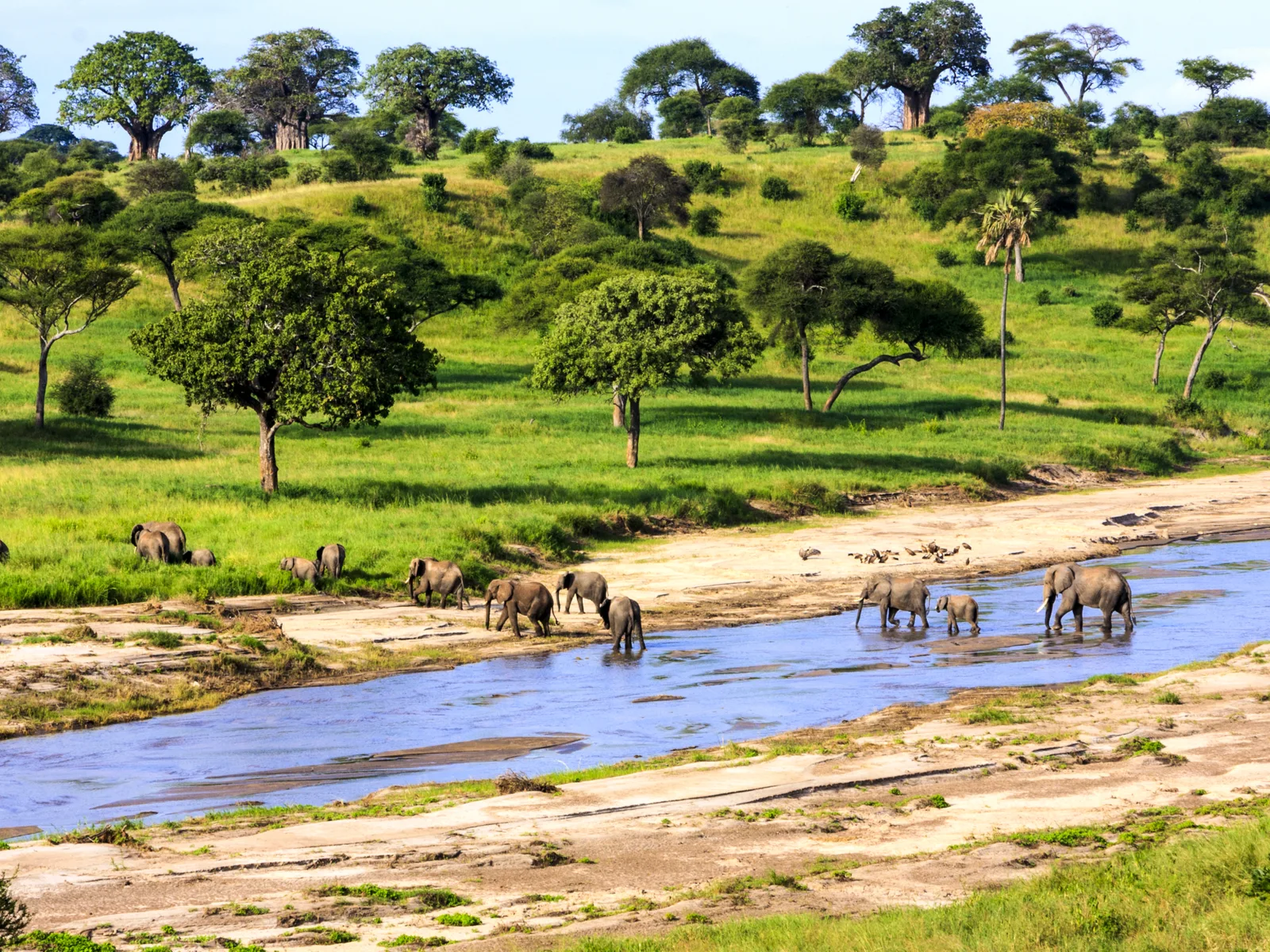 Elephants crossing the river in Serengeti National Park, one of the best safaris in Africa