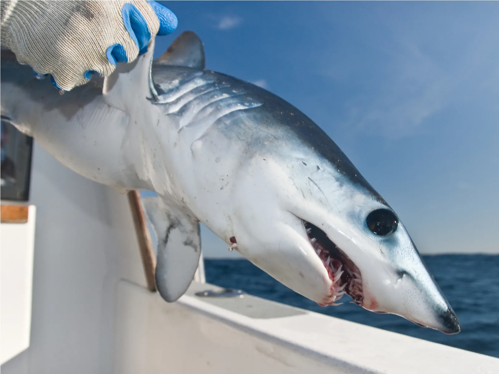 Shark caught on Little River Fishing Fleet, one of the best things to do in Myrtle Beach