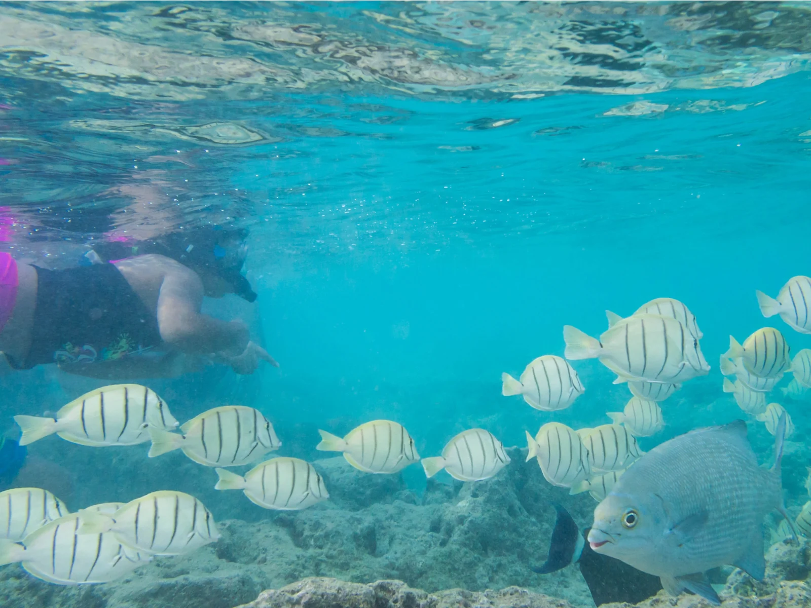 A woman snorkeling along with a school of Convict Tang at the cloudy Hanauma Bay in Honolulu, a pick on the best snorkeling spots in Hawaii