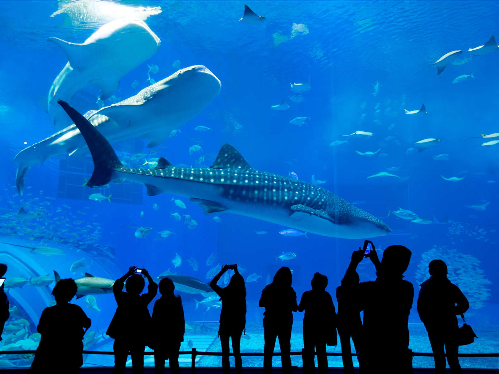 Silhouette of people taking pictures while in awe on three young whale sharks and other marine lifeforms inside Georgia Aquarium, a piece on the best tourist attractions in Georgia