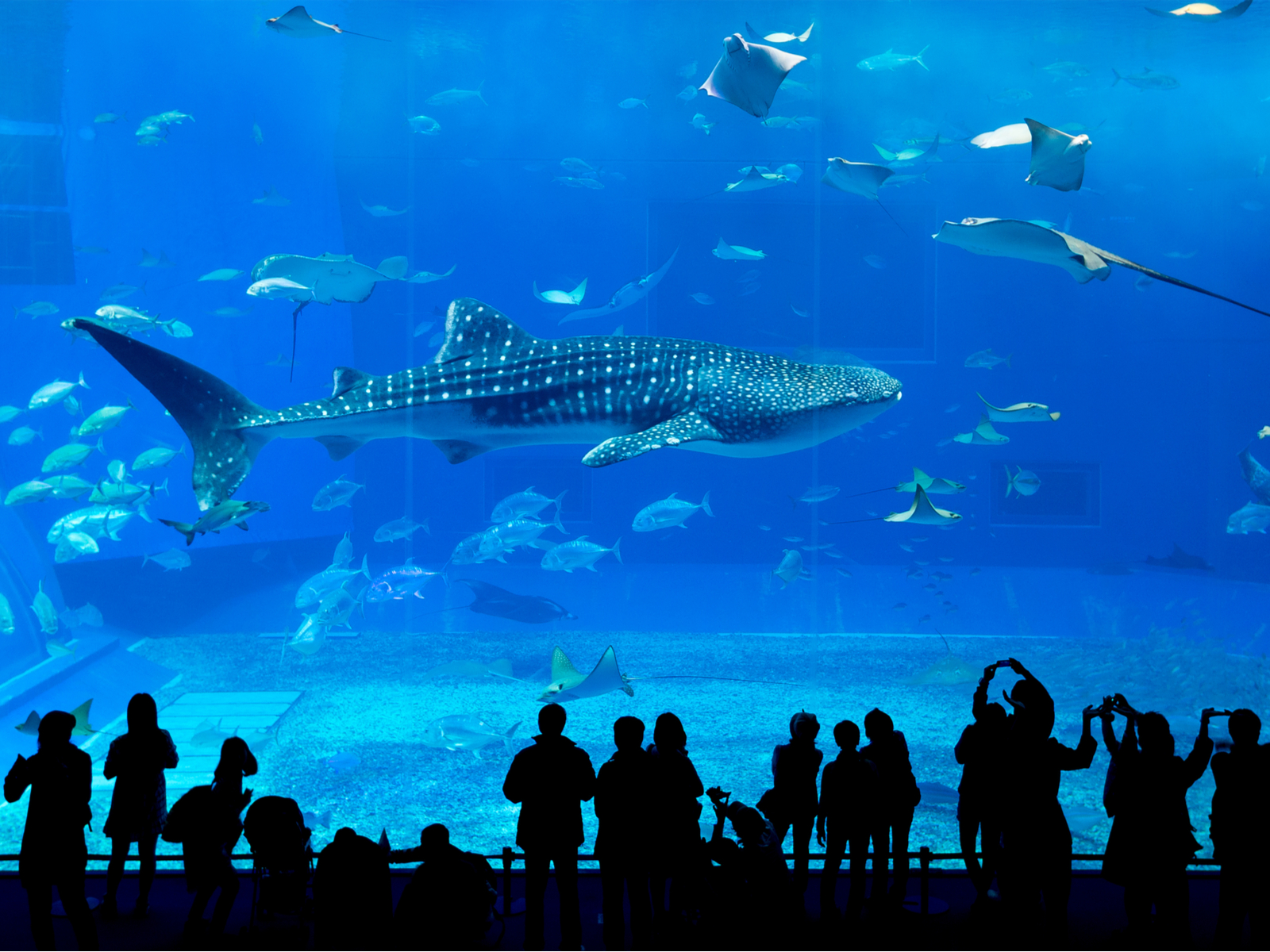 Giant white shark pictured in a gigantic aquarium, one of the best things to do in Atlanta