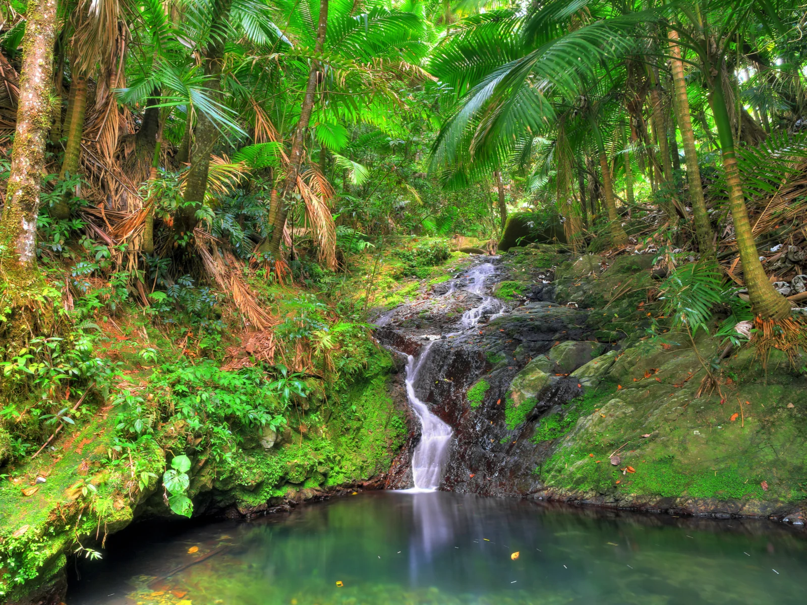 Small waterfall in El Yunque forest during the best time to visit Puerto Rico