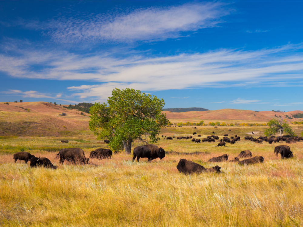 Hundreds of bison seen grazing on a vast grassland at Custer State Park on piece of the best South Dakota tourist attractions