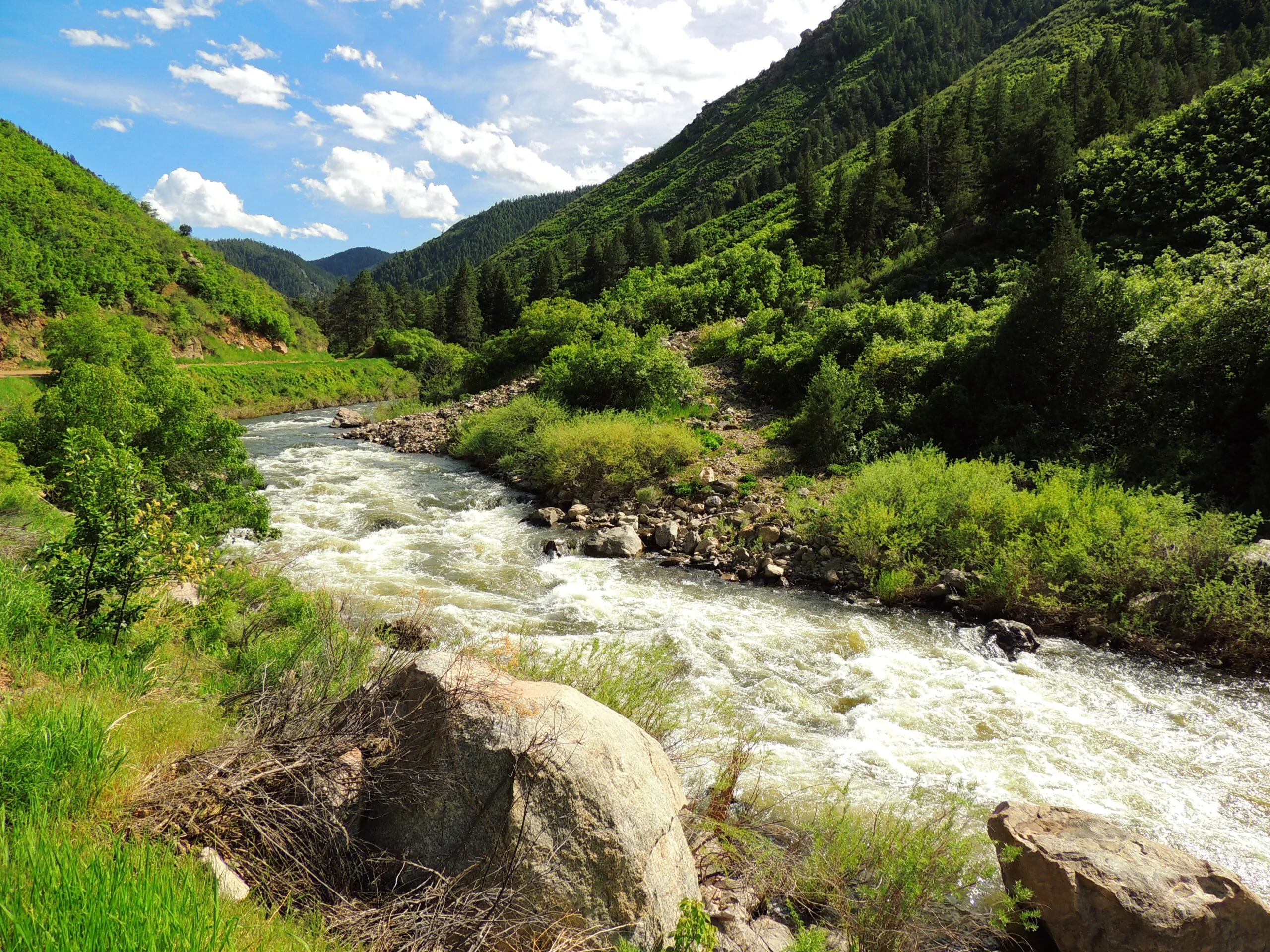 Abundant greeneries and rapids in the Waterton Canyon Trail making in one of the best hikes near Denver