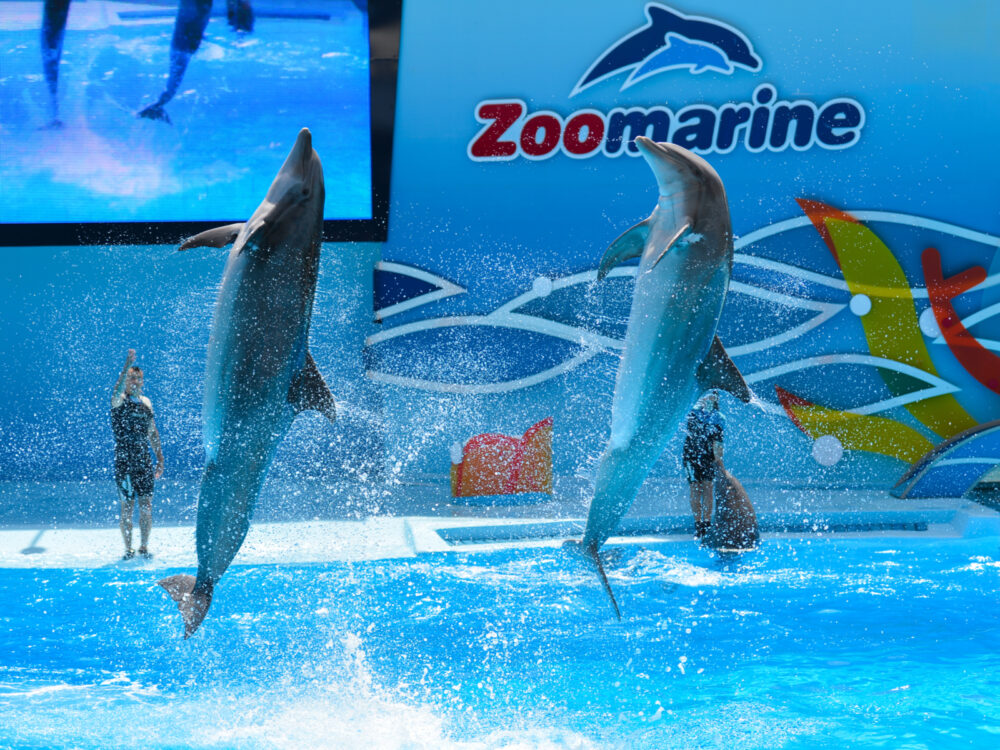 Dolphins jumping up at one of the best places to visit in Portugal, the Zoomarine Algarve
