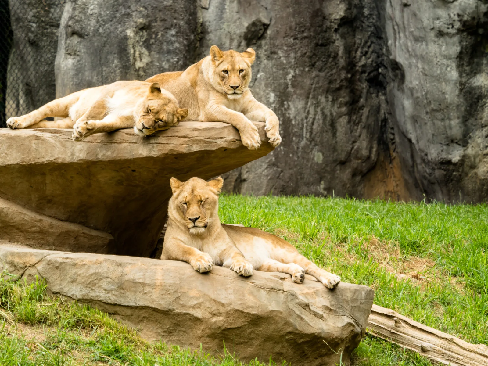 Lions sitting on a rock in the Asheboro Zoo, one of the best places to visit in North Carolina