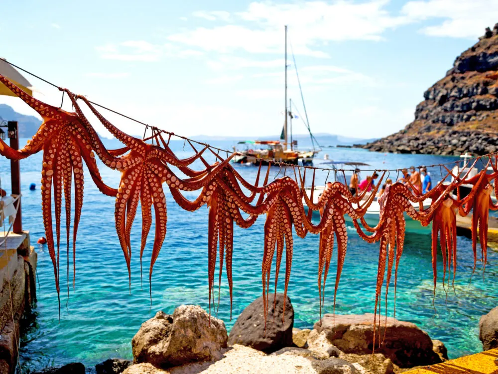 Octopus drying in the sun in one of the best place to visit in Greece, Santorini
