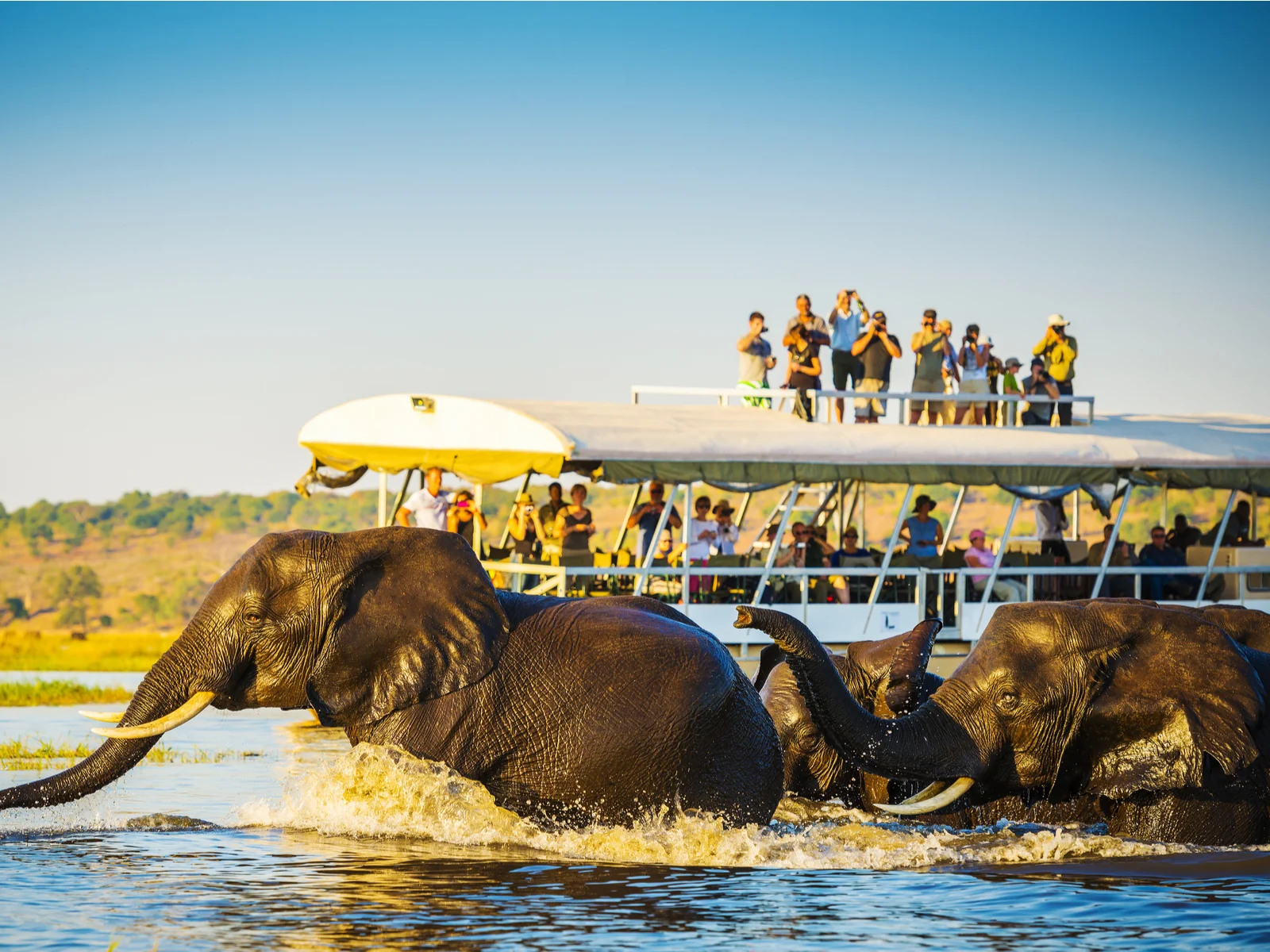 Tourists on one the of the best African safaris in Botswana watching elephants cross the river