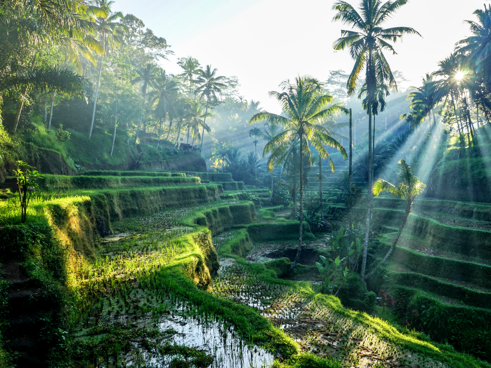 Giant terraces of rice paddies during the best time to visit Bali