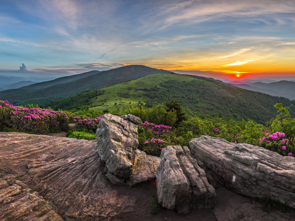 Overlooking view of sunset on the Roan Mountain Skyline, one of the best places to visit in Tennessee, with blooming wild flowers beside huge rocks