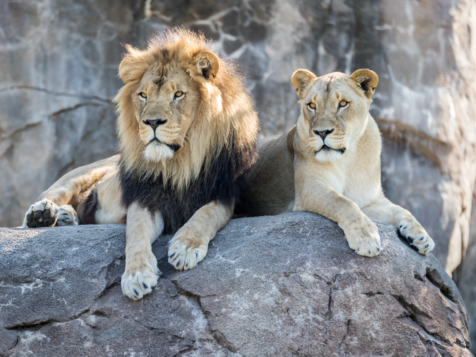 A pair of male and female lion silently sitting on the top of a huge rock at Sedgwick County Zoo is one of the best things to see in Kansas
