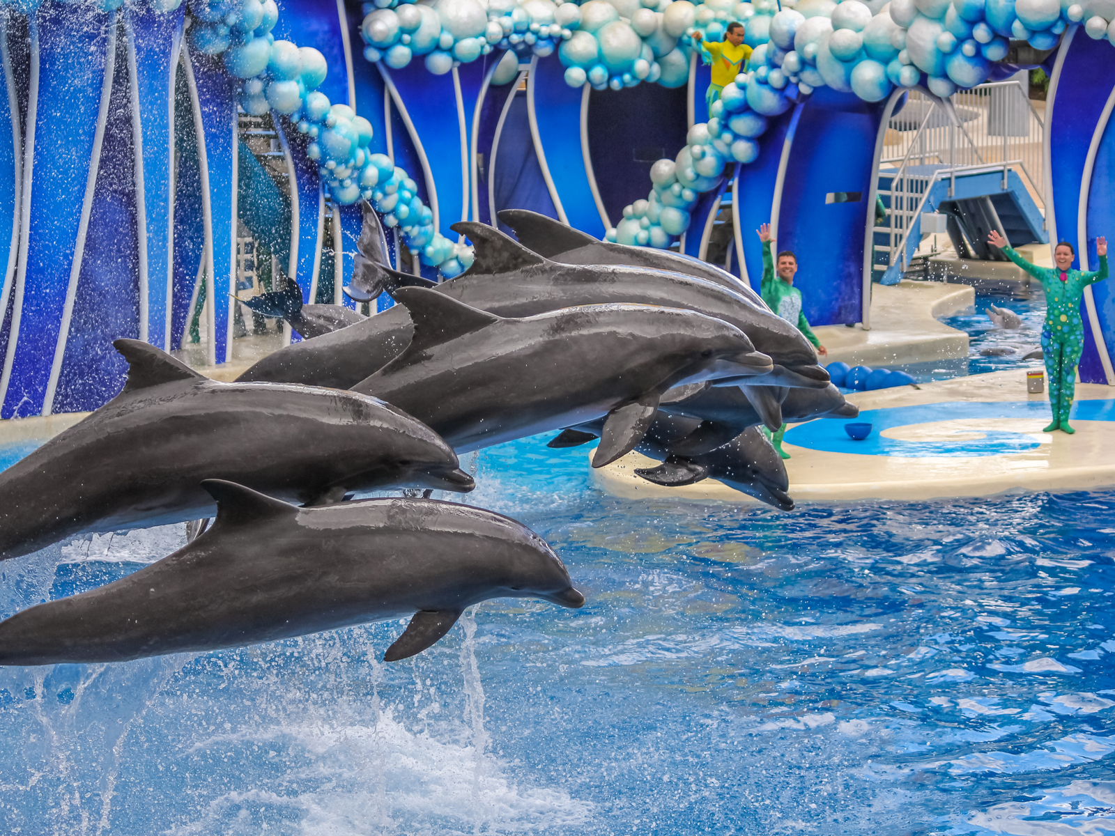 A group of dolphin breaching from a blue pool together on their trainer's signal at Azul Show in SeaWorld Orlando, one of the best aquariums in Florida