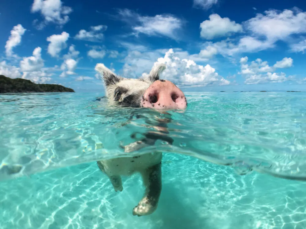 Cute pig saying hello to the reader during the best time to go to the Caribbean with blue skies and warm water