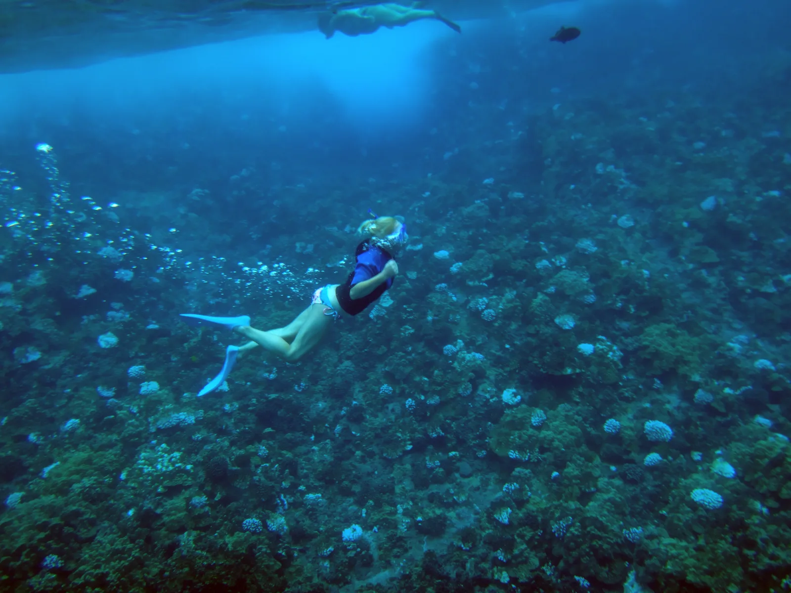 Two people snorkeling at the translucent waters at Molokini Crater where coral reefs are flourishing at the seabed making it one of the best snorkeling spots in Hawaii