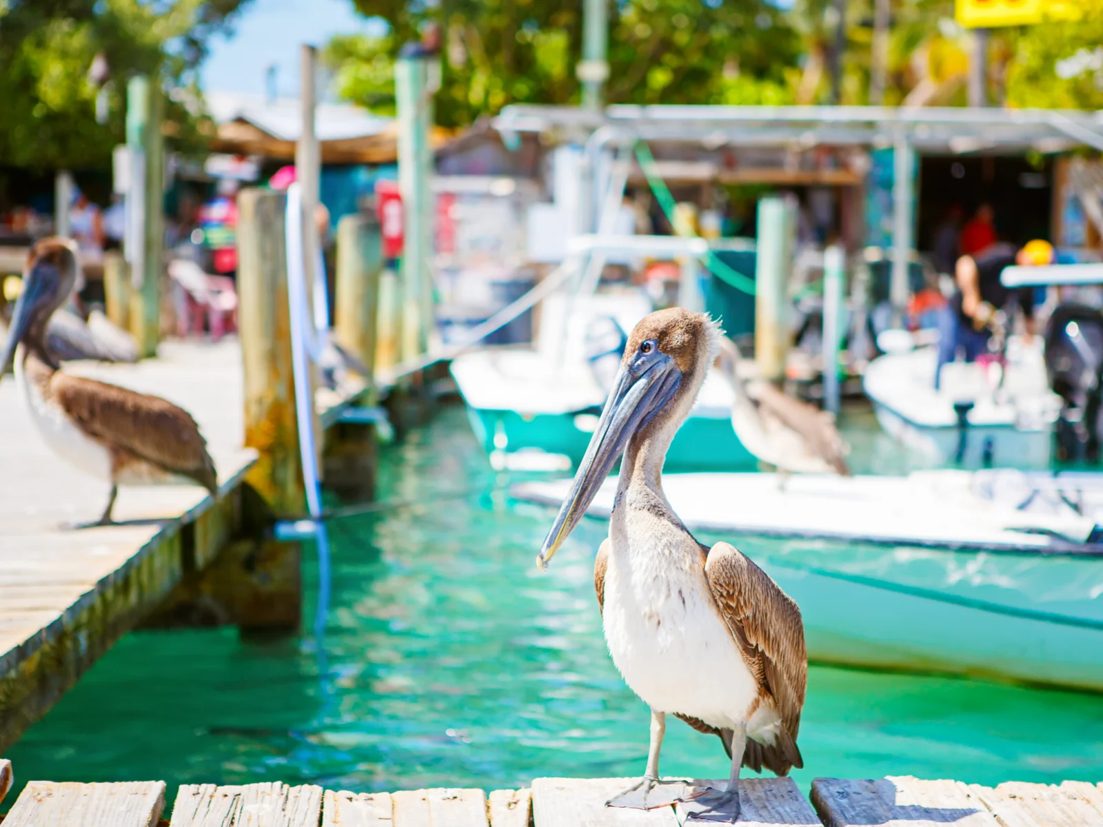 Big brown pelicans in port of Islamorada, Florida, one of the best places to visit in Florida