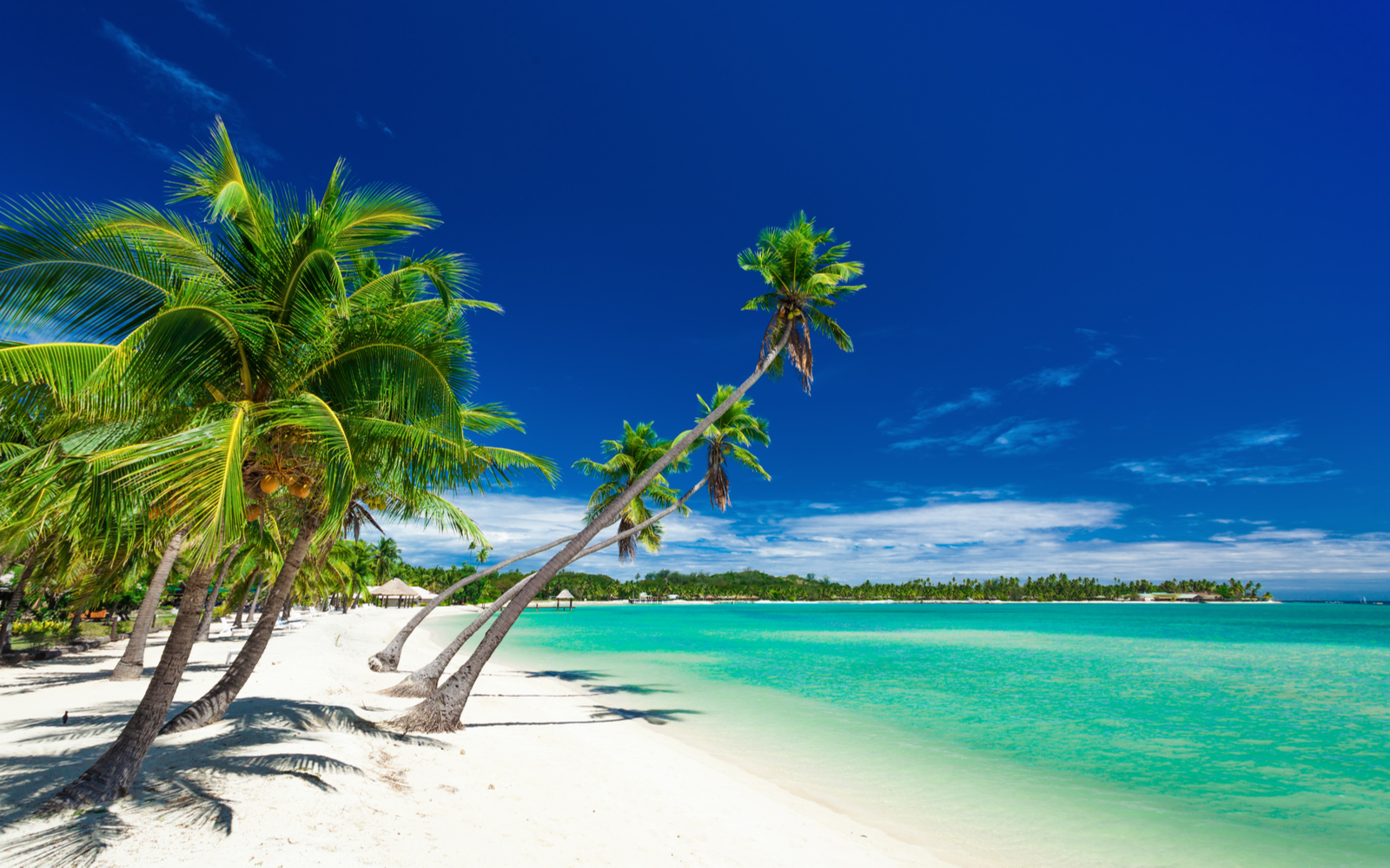 Gorgeous image of trees jutting out from the beach during the best time to visit Fiji