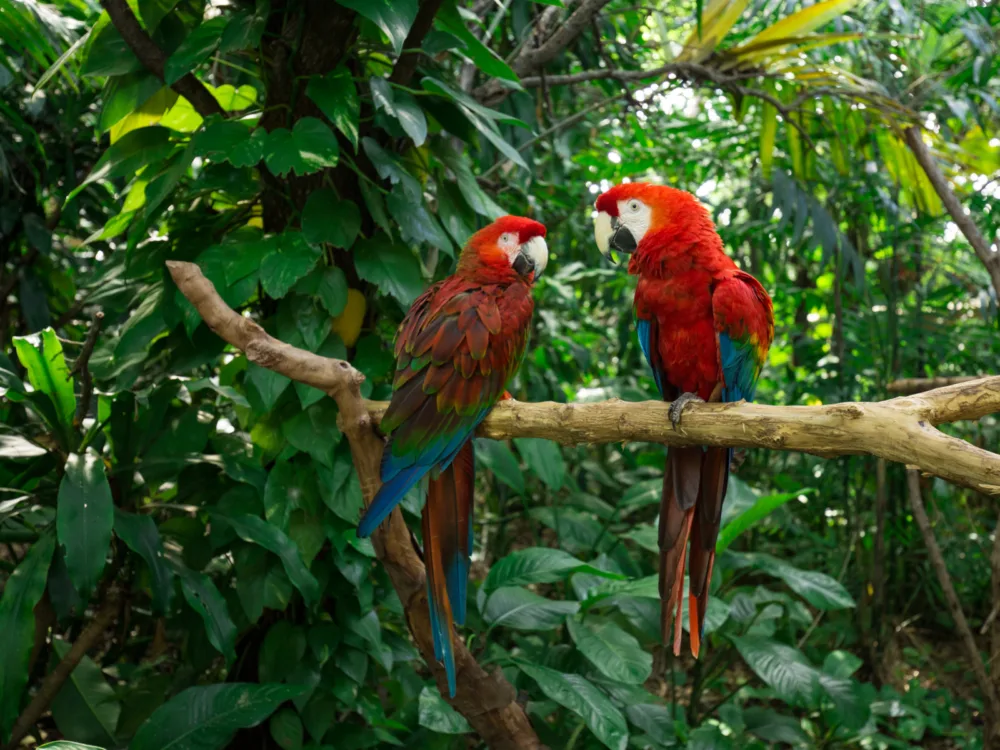 Red Parrots on Jungle Island in Miami, one of the best things to do in South Florida