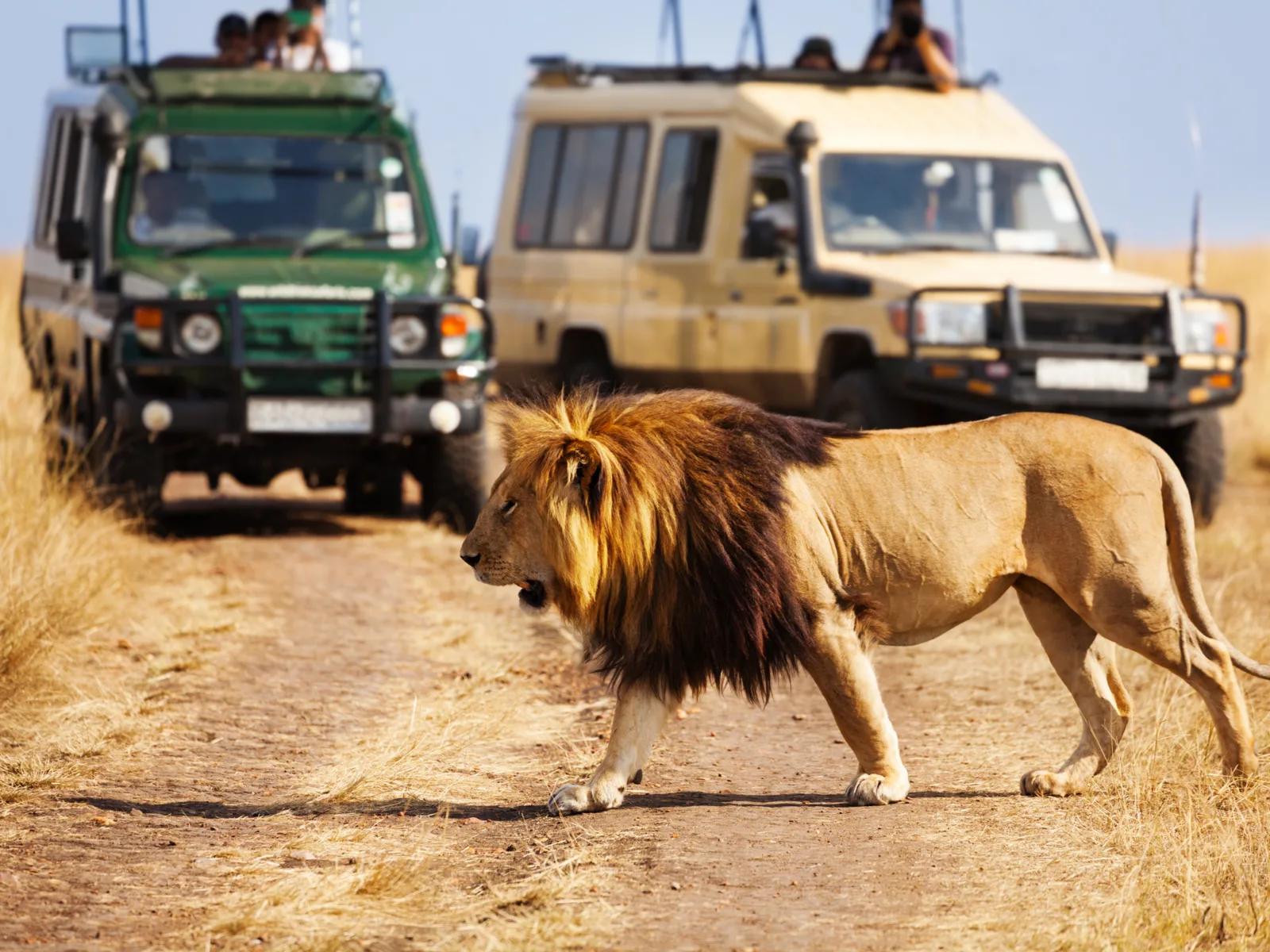 Big lion crossing the road in front of two land rovers at Masai Mara National Reserve, one of the most popular safaris in Africa