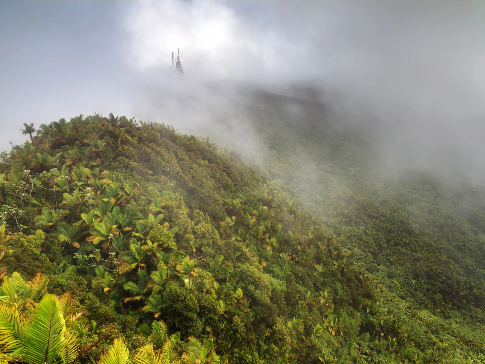 Thick fog hovering above the flourishing forest of El Yunque National Forest, one of the essential things to do in Puerto Rico
