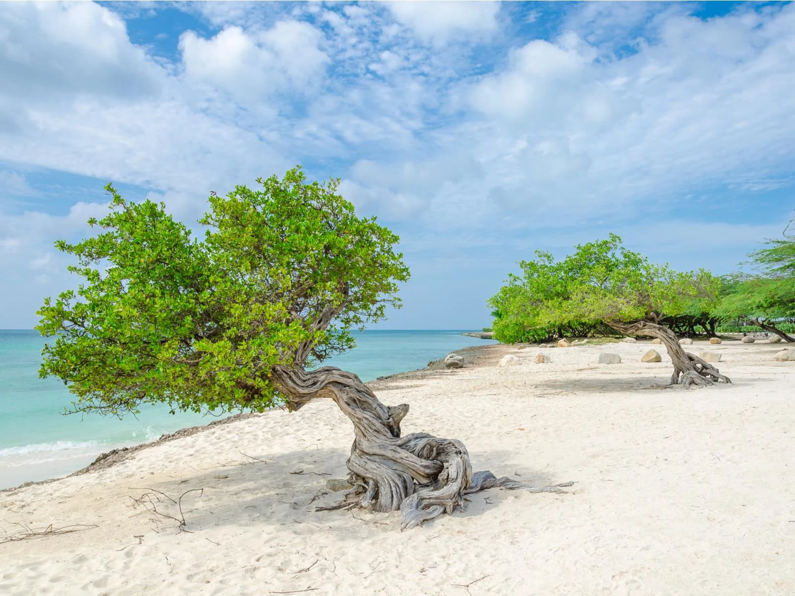 Divi Divi trees pointing towards the sea, rooted on the soft white sand of Eagle Beach, one of the best beaches in Aruba with clear blue waters