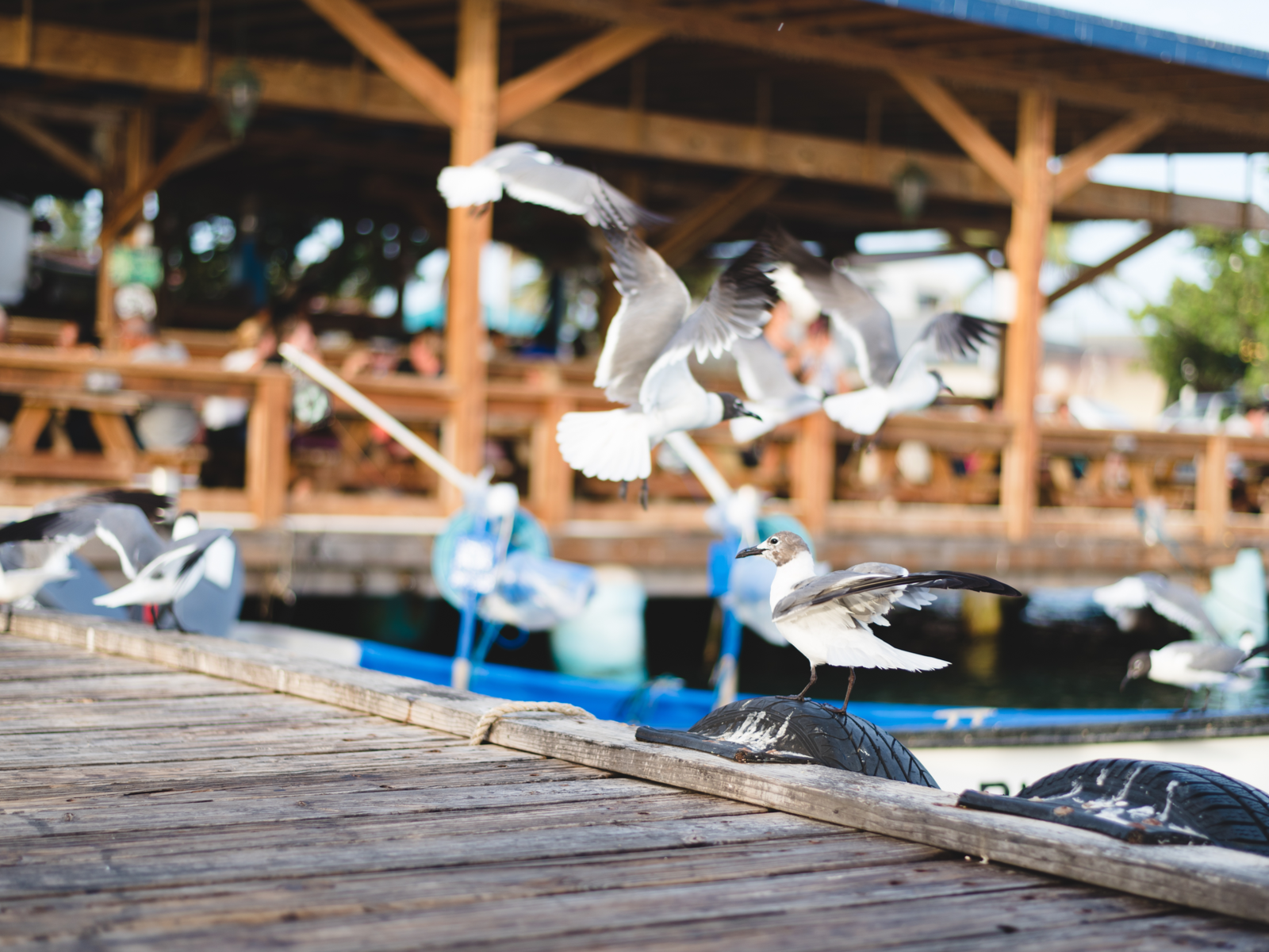 Image of seagulls outside Zeerovers, one of the best things to do in Aruba