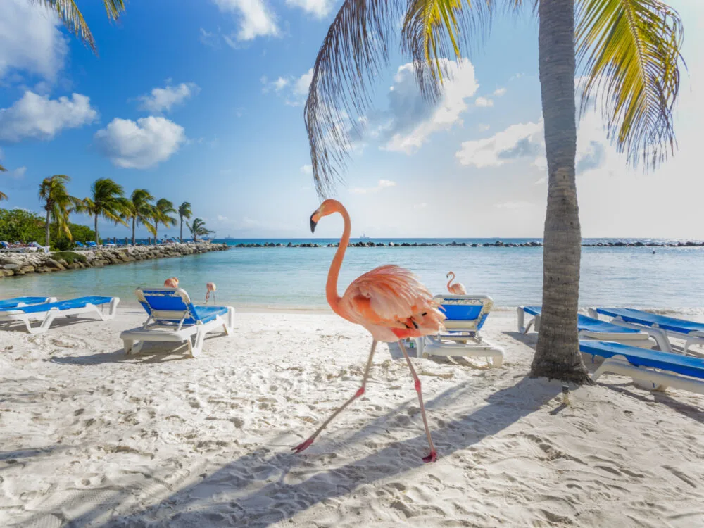 Flamingo walking on a white sand beach on a sunny day in Aruba, one of the Caribbean's best places to visit