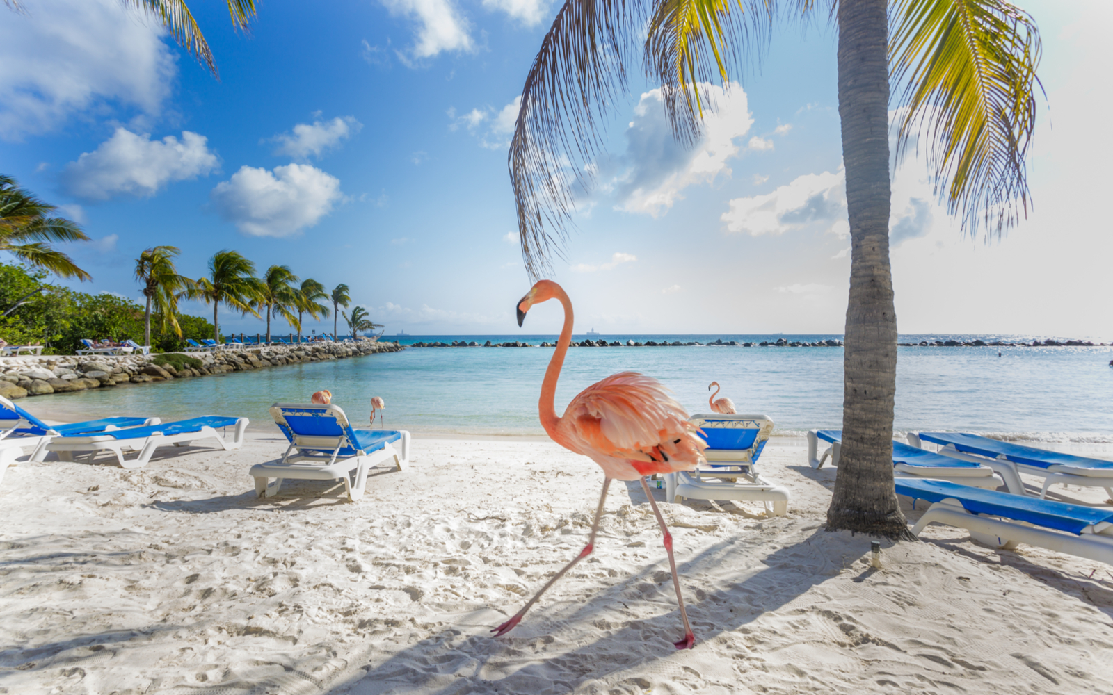 Three flamingos on one of the best beaches in Aruba with blue water and clear sky