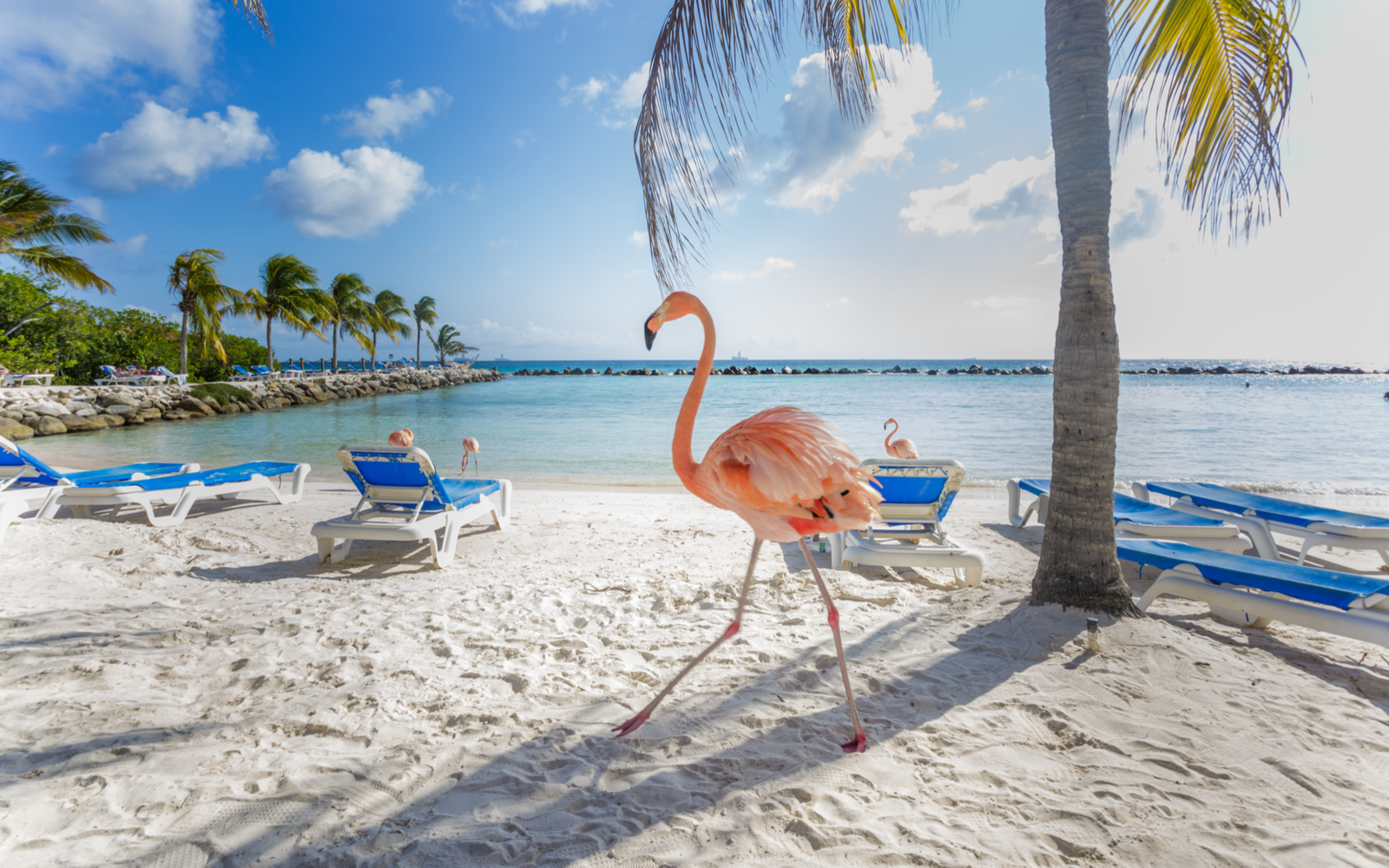 Photo of a pink flamingo on a beach, one of the best things to do in Aruba