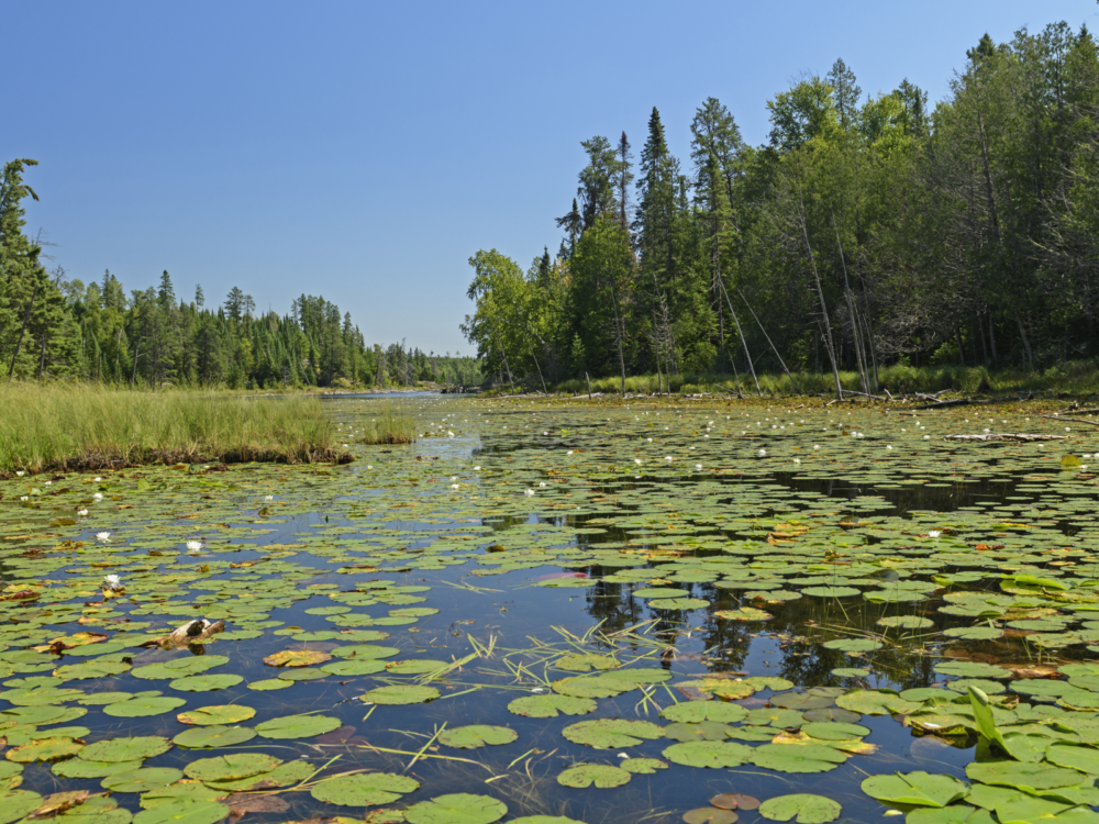 Flourishing plants and thousands of Lily Pads at Crawford Lake in Quetico Provincial Park in Ontario, one of the best places to visit in Canada