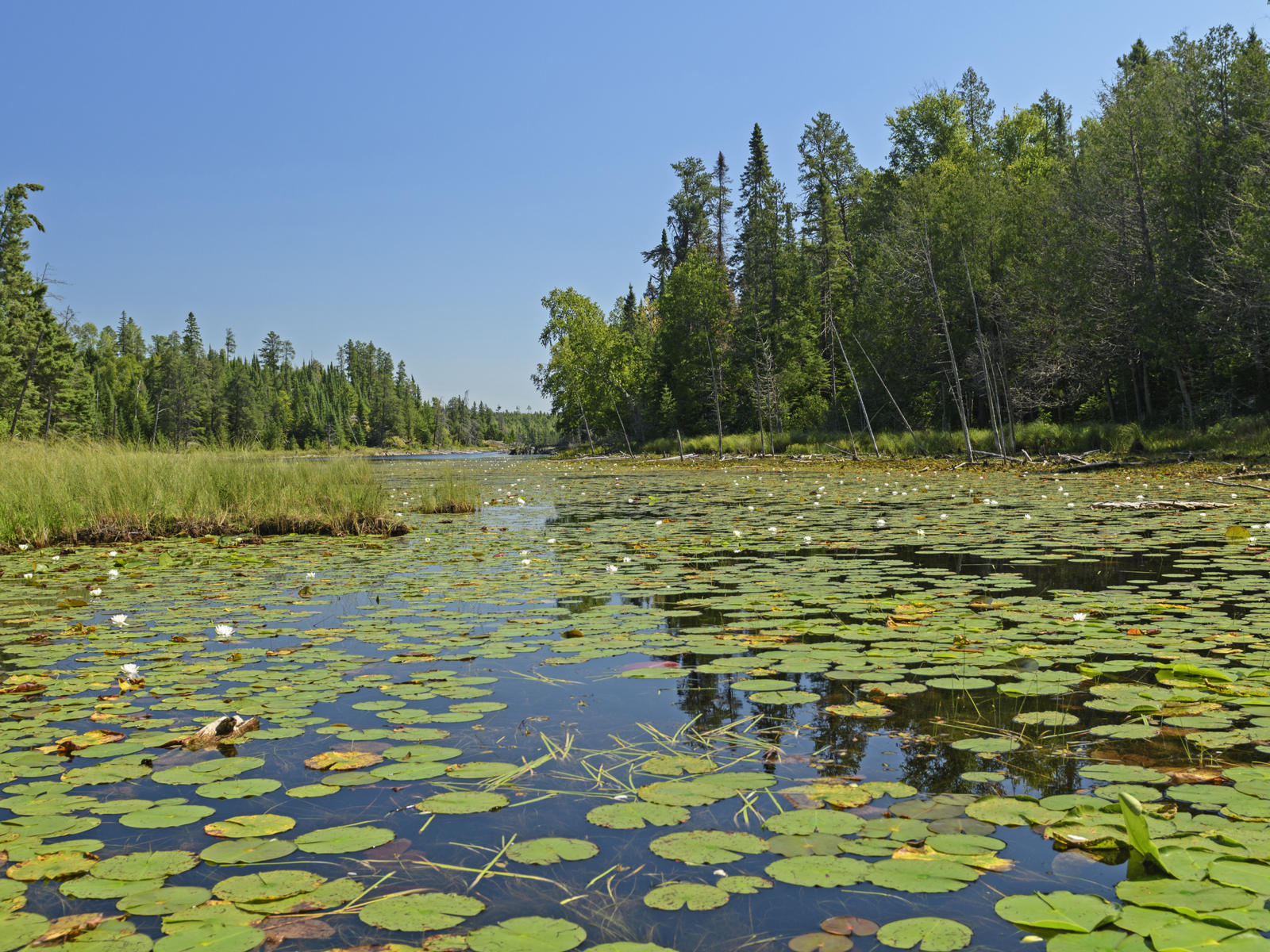 Flourishing plants and thousands of Lily Pads at Crawford Lake in Quetico Provincial Park in Ontario, one of the best places to visit in Canada