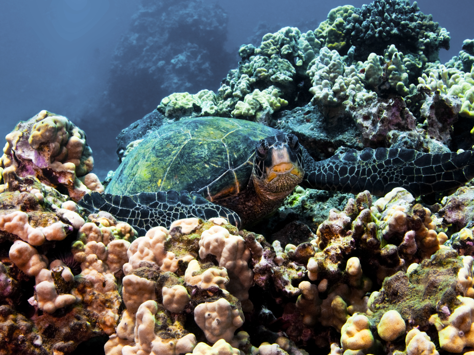 A Green Turtle nestled on coral reefs at Turtle Town, a pick on the best snorkeling spots in Hawaii
