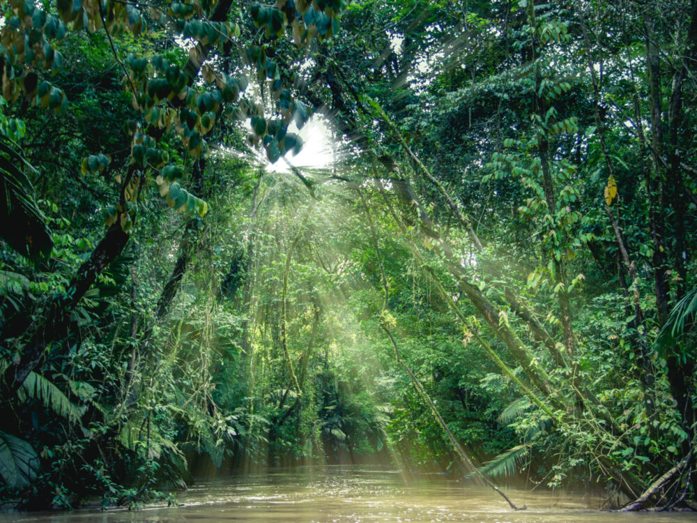 Tortuguero, one of Costa Rica's best places to visit, with the reader looking at light rays coming down from the top of the rainforest