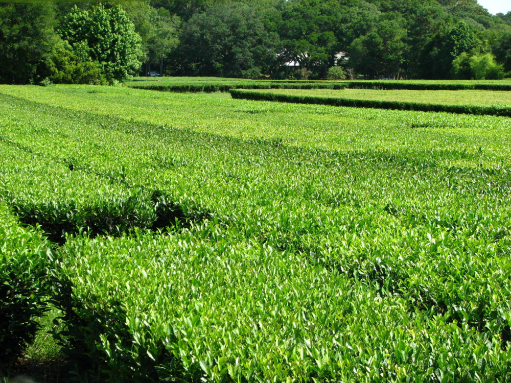 A large area at Charleston Tea Plantation in Wadmalaw Island, known as one of the best South Carolina attractions, covered with ripe tea 