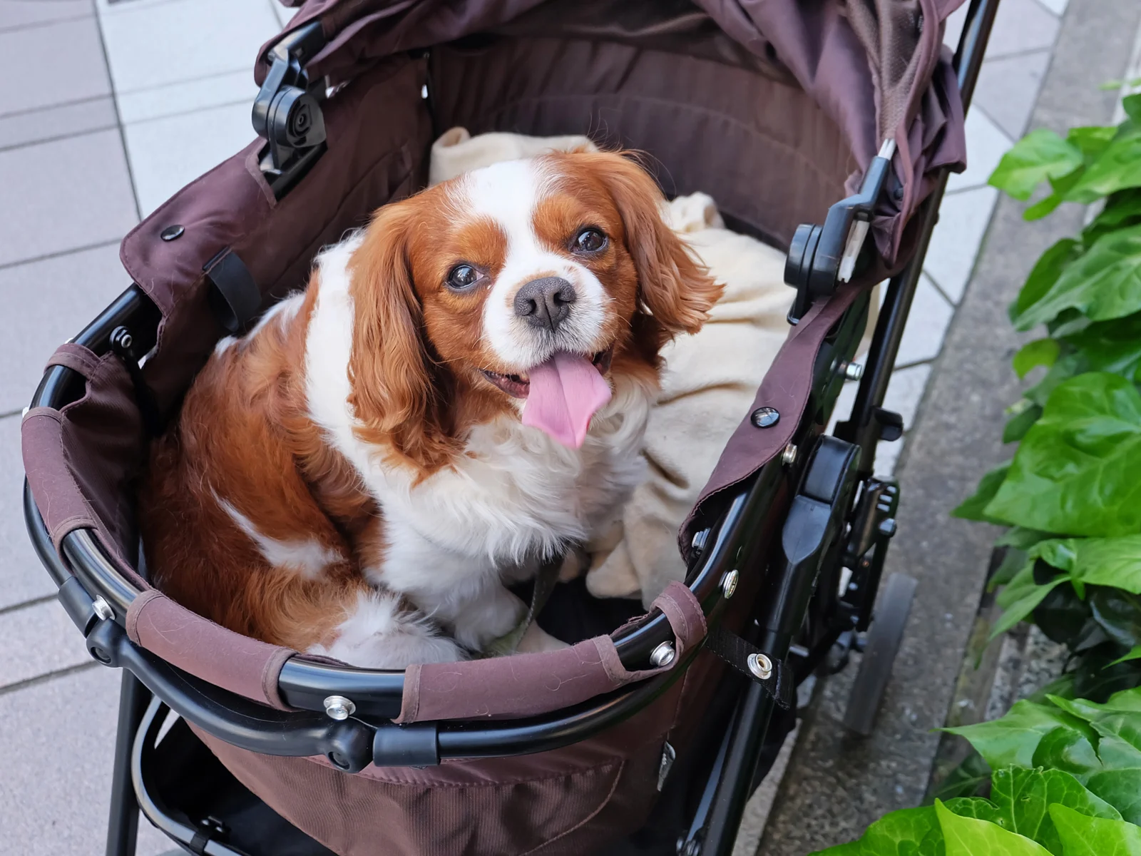 Dog sitting and panting while looking at the camera from the best dog stroller