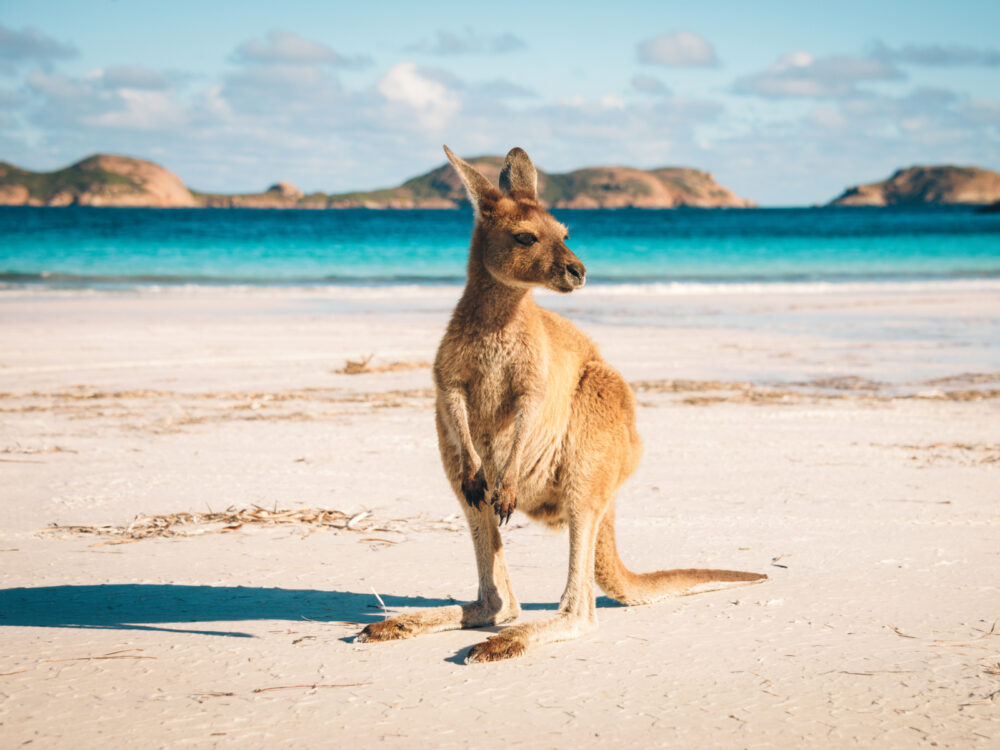 Kangaroo pictured on a beach during the best time to visit Australia
