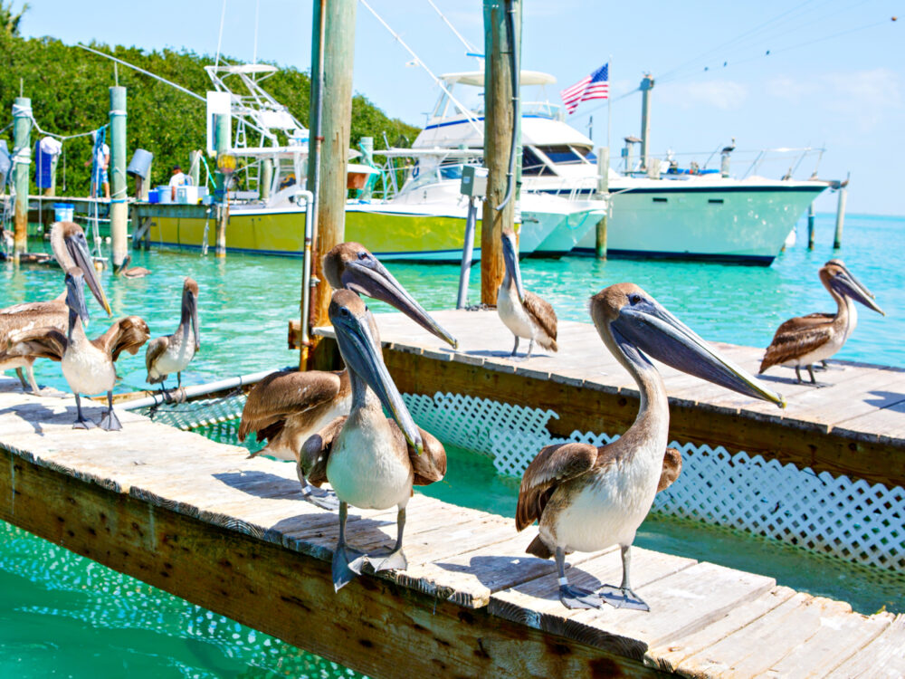 Big brown pelicans on a dock in the Florida Keys, one of the best places to visit in Florida