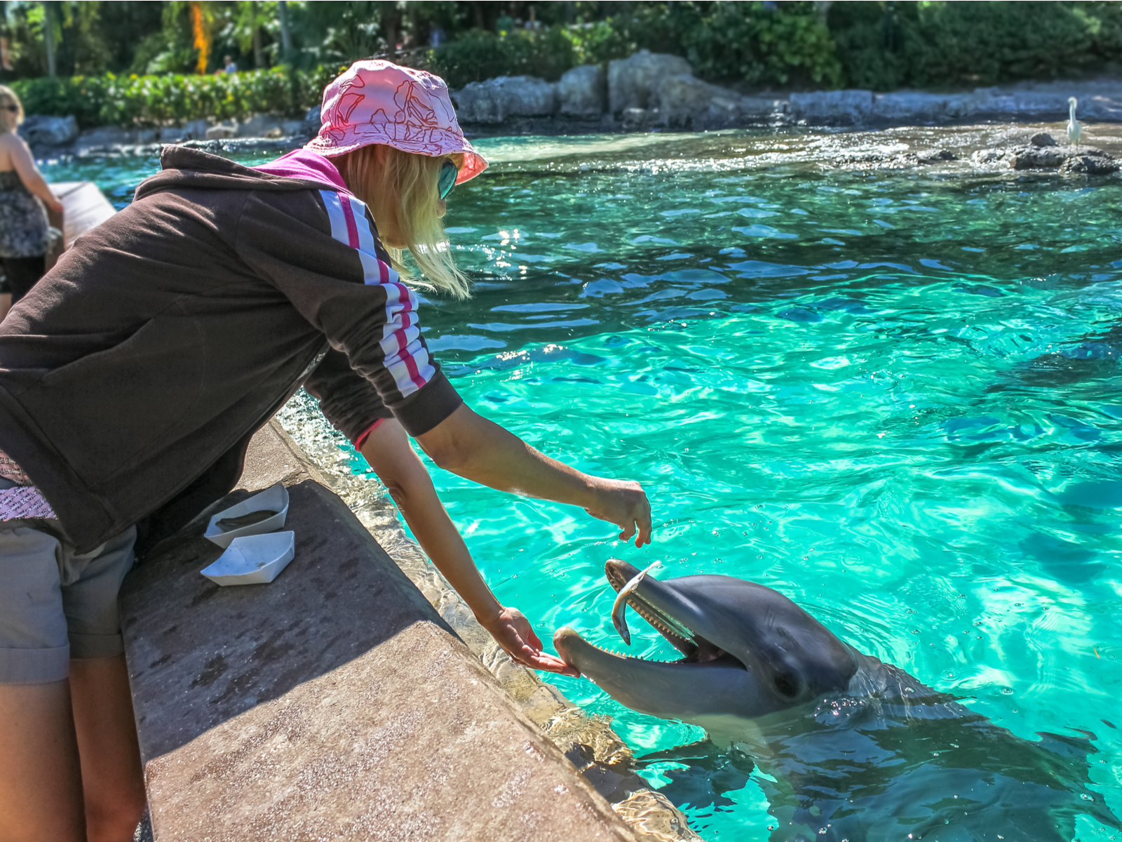 Woman feeding the dolphins at one of Florida's best aquariums