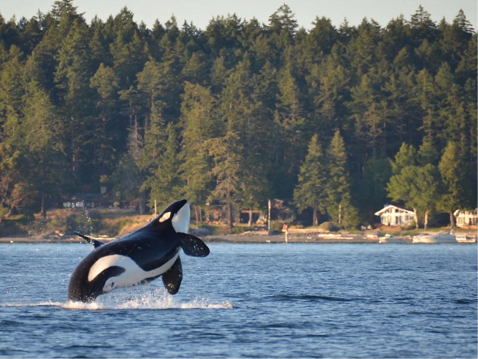 Killer whale jumping out of the water near the San Juan Islands, one of the best places to visit in Washington State