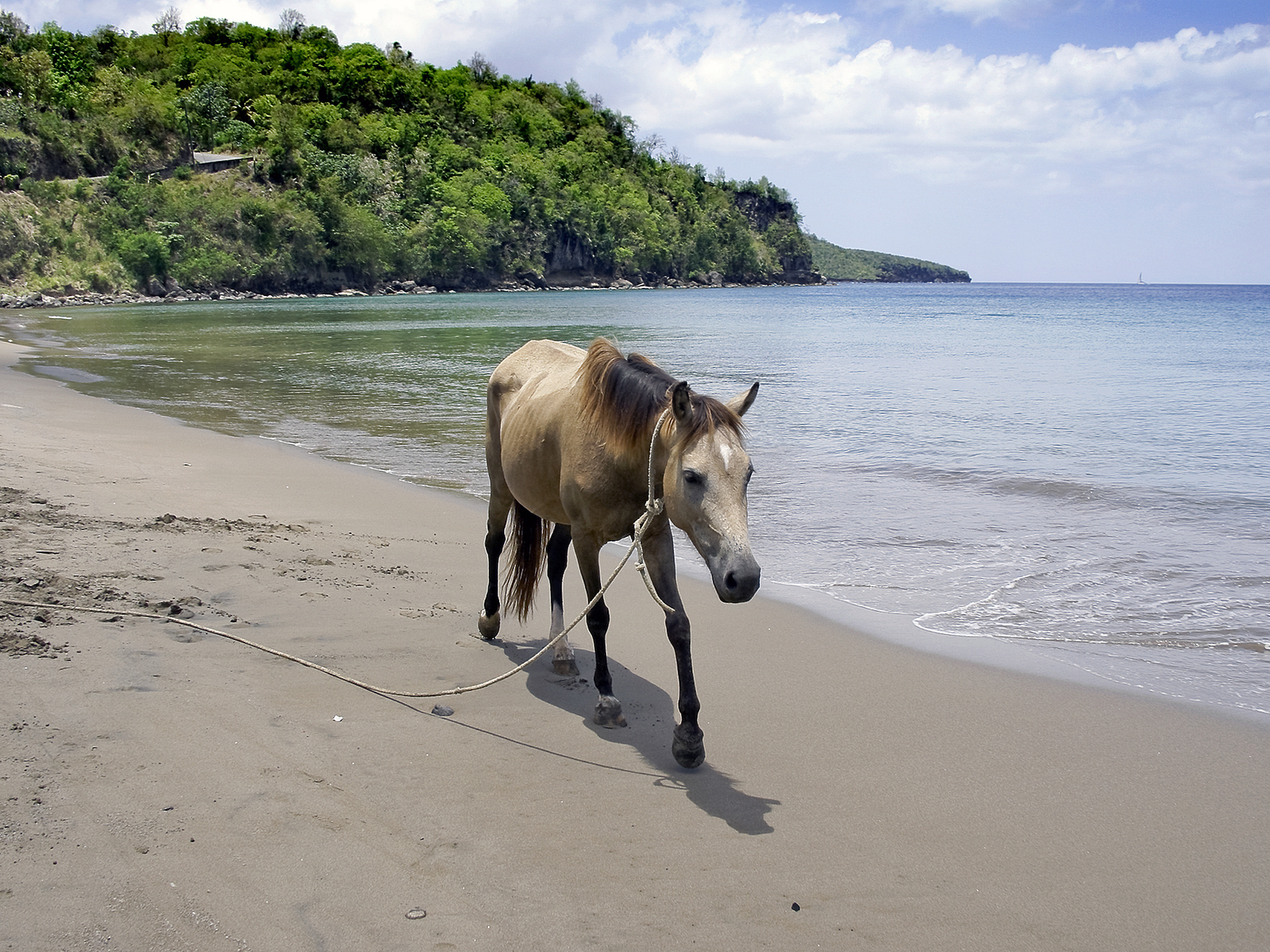 Saint Lucia horseback excursion, one of the best things to do on the island