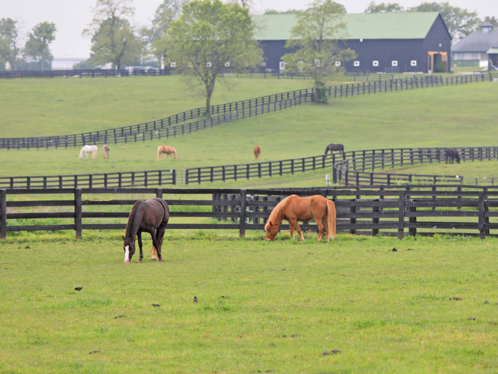 Beautiful horses grazing the pastures at Kentucky Horse Park, one of the best things to do in Kentucky, with its long fences on an overcast day 