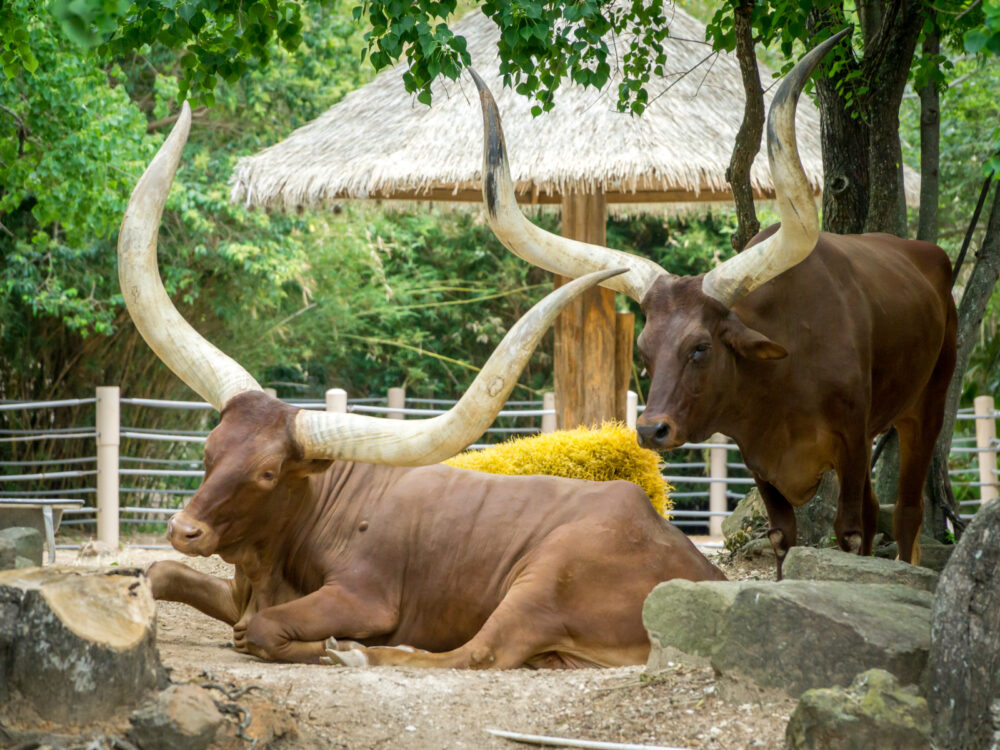 Giant ankole cow at the houston zoo, one of the best things to do in Houston