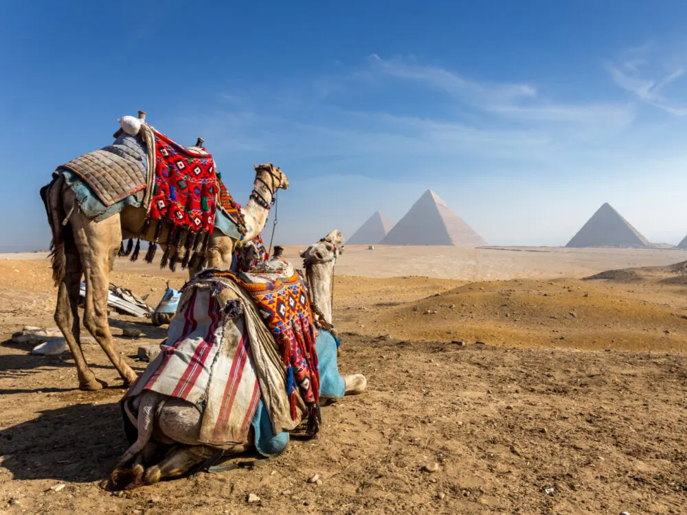 Camels in front of the pyramids pictured during the best time to visit Egypt