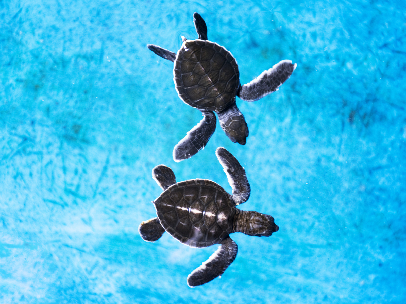 Maui Ocean Center featuring turtles swimming in a pool for a piece on the best things to do in Maui