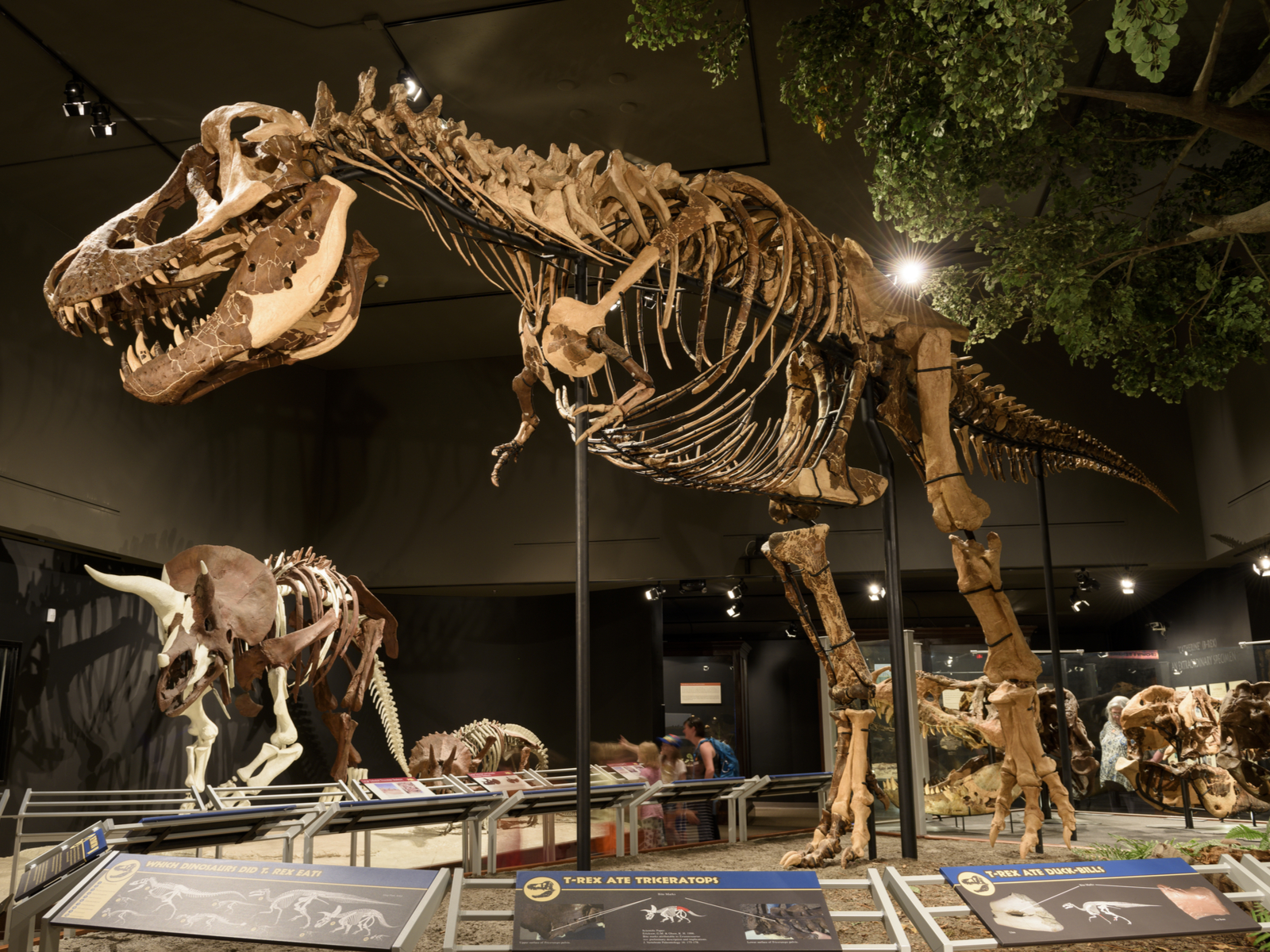 Trex at one of the best places to visit in Motnana, The Museum of the Rockies